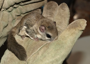 Baby Southern flying squirrel
