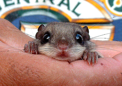 southern flying squirrel Whos Your Granny?