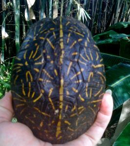 Florida Box Turtle Shell Patterns